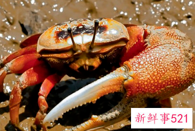 海滩沙子里面有什么动物