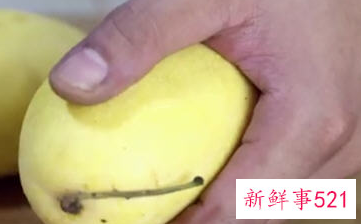 判断芒果熟与不熟