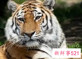 属虎的人戴碧玺好不好