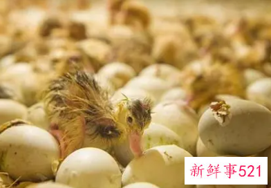 梦见鸭蛋孵出小鸭是什么意思