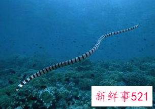 现在海洋里最大的十种动物