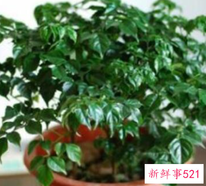 幸福树怎么养才茂盛幸福