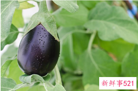 茄子的营养价值以及如何储藏