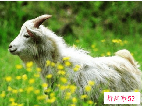 1991年属羊30岁以后命运如何