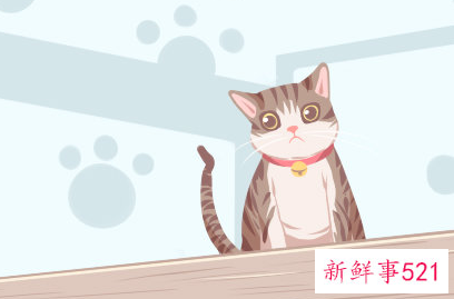 梦见好多小猫崽