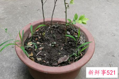 花盆大小不适会造成哪些后果