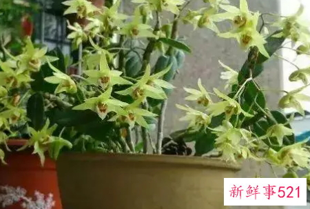 花盆大小不适会造成哪些后果