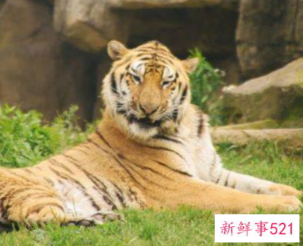 属虎今年有一难