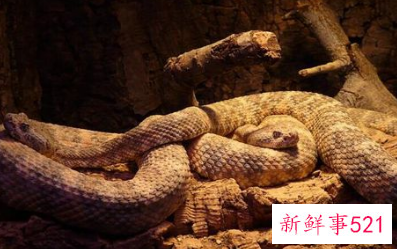 梦见一堆蛇好不好