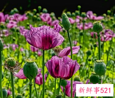 梦见罂 粟花什么意思