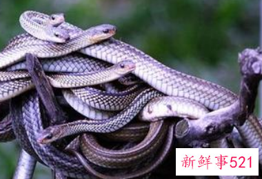 梦见一堆蛇好不好