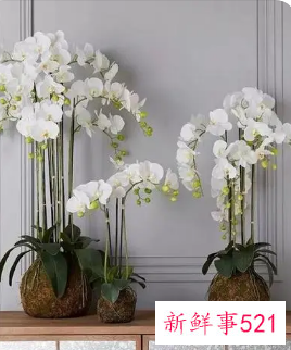 兰花摆放哪里招财