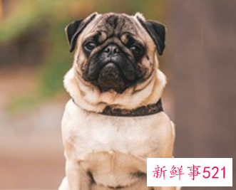 做梦梦见豪宅未见到主人