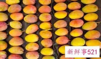 判断芒果熟与不熟