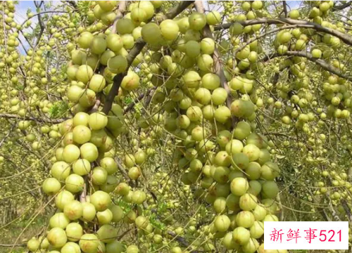 滇橄榄粉的功效与作用