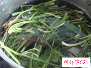 车钱草怎么吃最好