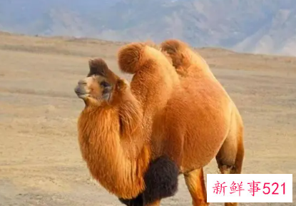 骆驼只有双峰驼一种