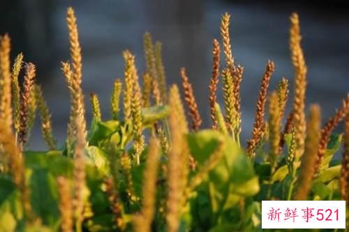 车钱草怎么吃最好