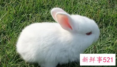 梦见白兔的周公解梦