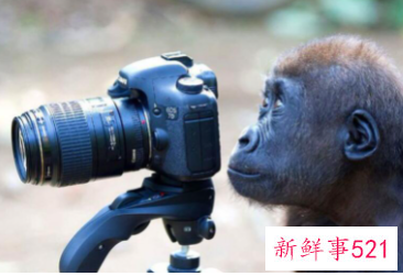 森林里的动物有哪些动物会模仿