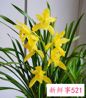 兰花摆放哪里招财