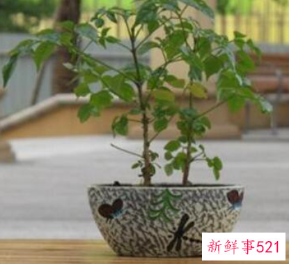 幸福树怎么养才茂盛幸福