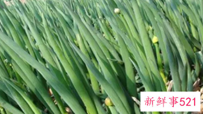 梦见葱和韭菜的周公解梦