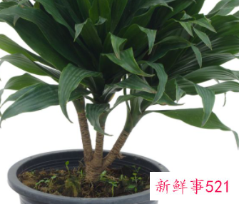 什么植物适合养在客厅