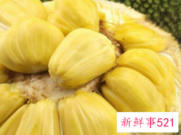 大树菠萝的作用和功效