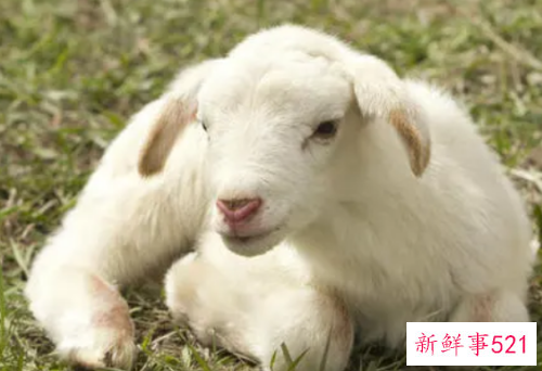 1991年属羊30岁以后命运如何