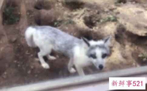 梦见黑狐狸是什么意思