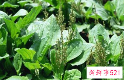 车钱草怎么吃最好