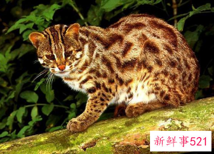 桃园那只绝代美狸猫的故事