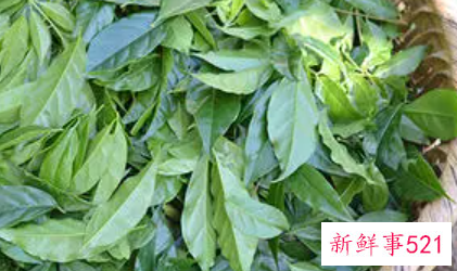 苦丁茶去火效果怎么样