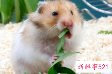 1984属鼠一生有二婚