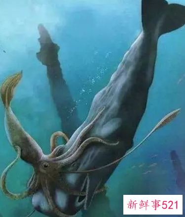 现在海洋里最大的十种动物