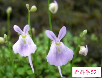 狸藻的养殖方法和注意事项