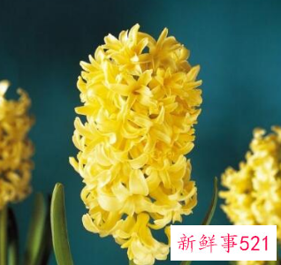 什么花寓意着家庭幸福