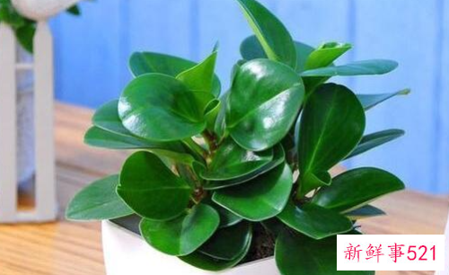 碧玉的浇水方法和注意事项
