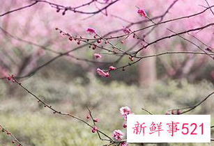 十二生肖桃花劫对应生肖