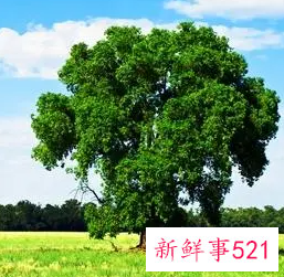 梦见挪开树什么意思