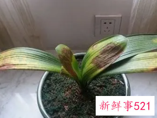 君子兰叶片晒伤怎么办