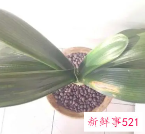 君子兰叶片晒伤怎么办