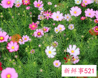 什么花寓意着家庭幸福