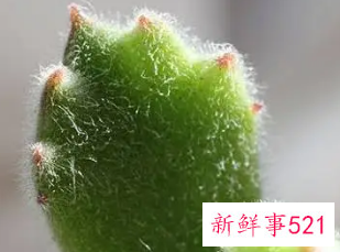 多肉的汁液能干什么