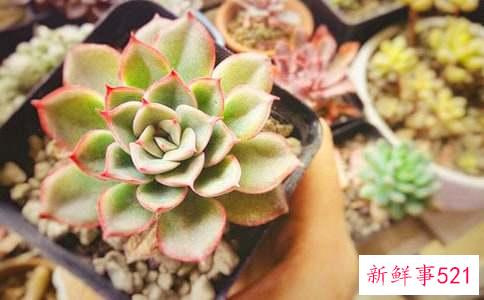 养殖多肉的方法