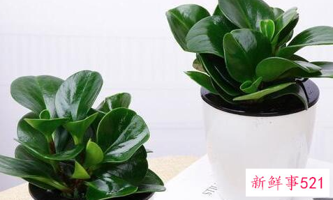 碧玉的浇水方法和注意事项