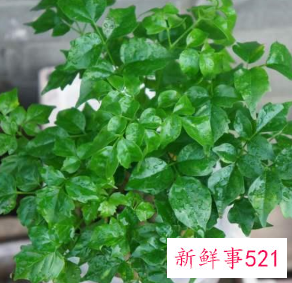 寓意好运招财的植物