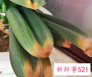 君子兰叶片晒伤怎么办