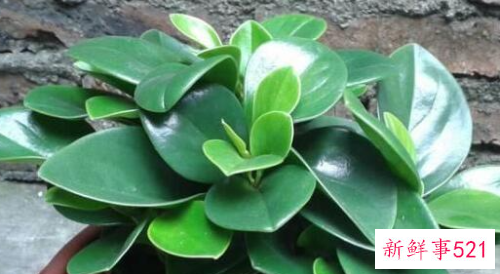 碧玉的浇水方法和注意事项